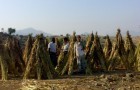 التنمية الريفية