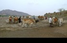 الاشغال كثيفة العمالة
