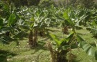 agricultural & Rural development