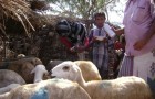 Training women on giving anti-parasite dosage to livestock