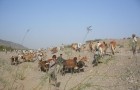 Rural people making anti-torrent Gabions in Aljarif