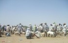 Selling Animals - Mahweet
